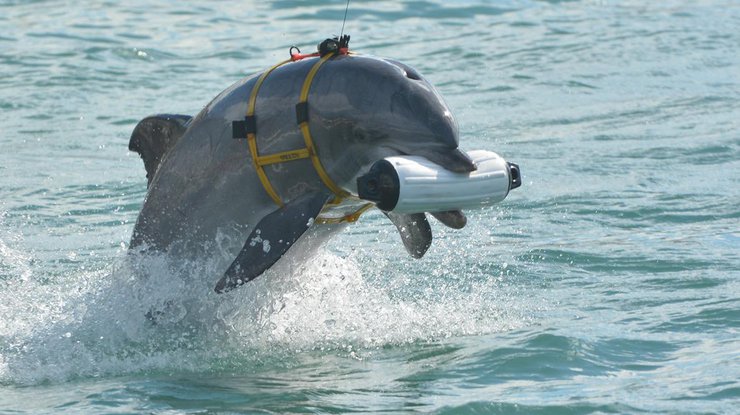 В России могут появится пять дельфинов-афалин