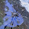 В Австралии открыли новый вид плавающего паука