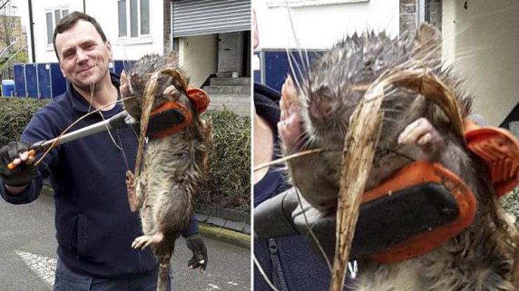 В Лондоне нашли гигантскую крысу