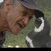 Пингвин ежегодно возвращается к бразильцу, спасшего ему жизнь (фото, видео)