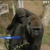 У Каліфорнії святкують День народження унікальної горили