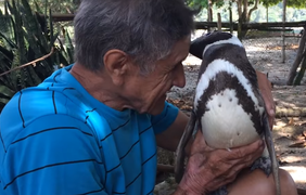 Преданный пингвин и его друг с побережья / Фото: кадры из видео