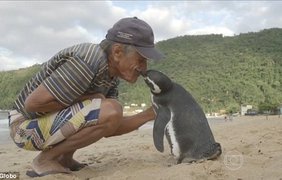 Преданный пингвин и его друг с побережья / Фото: кадры из видео