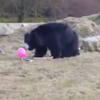 В Голландии медведей шокировал розовый шарик (видео)