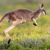 В Австралии из-за кенгуру пострадали велосипедисты