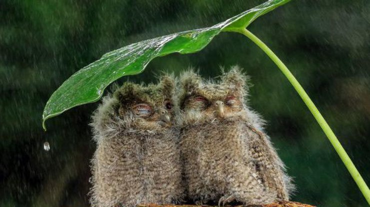 Очаровательные совы прижались друг к другу и скрылись от дождя