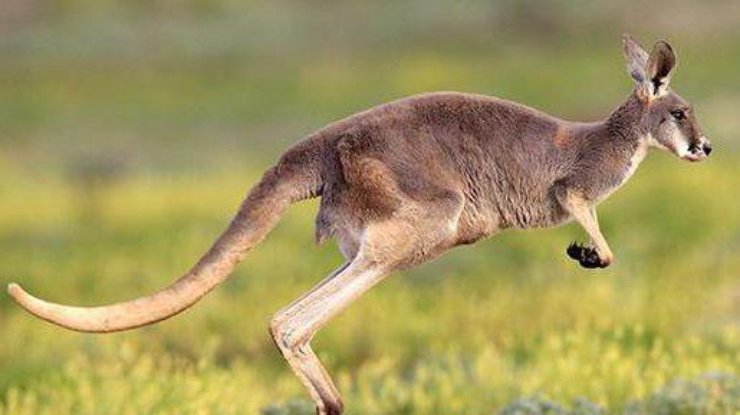 В Австралии кенгуру стало причиной ДТП 