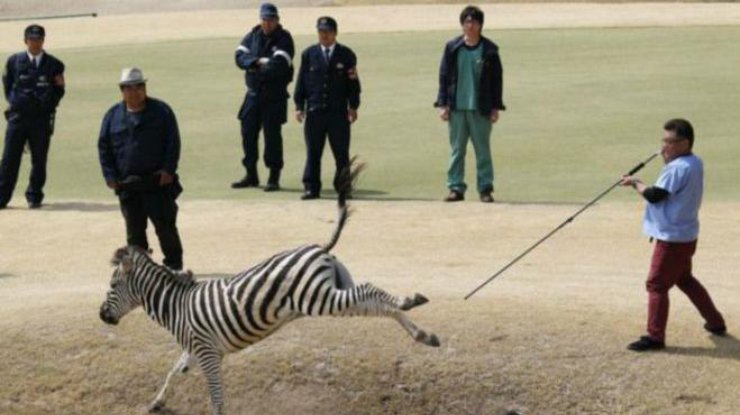 В Японии зебра утонула в озере на поле для гольфа