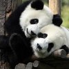 Панды способны слышать ультразвук - ученые