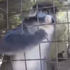 В зоопарке США обезьяна сняла себя на камеру (видео)