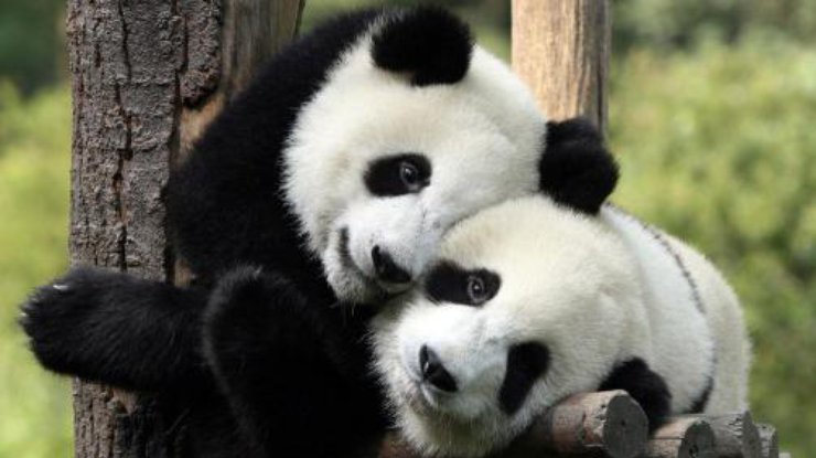 Слишком громкие звуки могут быть разрушительны для популяции панд