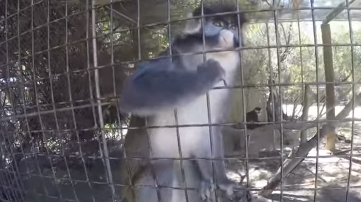В зоопарке обезьяна сняла себя на камеру. Фото: кадр из видео