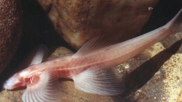 Рыба использует плавники для передвижения как в воде, так и на суше