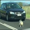 В Австралії коала зупинила рух на дорозі
