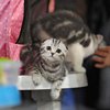 В Киеве 5 и 6 марта пройдет конкурс красоты для кошек (фото)