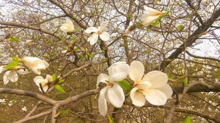 Красивая белая магнолия зацвела в ботаническом саду в Киеве 