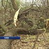 В парке Киева браконьеры вырубают деревья