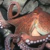 В Новой Зеландии осьминог из аквариума нырнул в сточную трубу