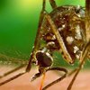 Вирус Зика уничтожат комары с ГМО