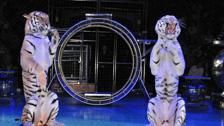 В Киеве защитники животных требуют запретить цирки