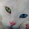 В Интернете выбрали самого красивого кота с разноцветными глазами (фото)