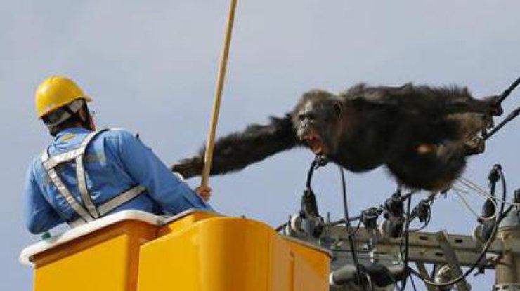 В Японии шимпанзе убежал из зоопарка и защищается электричеством