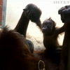 В США орангутан нянчиться з малятою (відео)