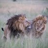 В Южной Африке были замечены львы нетрадиционной ориентации (фото)