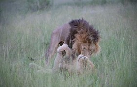 В парке Африки спариваются львы 