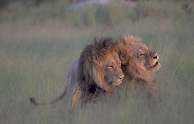 В парке Африки спариваются львы 