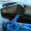 В Японии рыбаки поймали огромную акулу (фото)