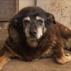 В Великобритании умер самый старый пес в мире (видео)