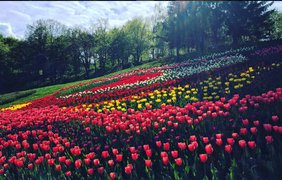 Тюльпаны. Фото из Instagram: yulia_vovnyuk