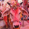 В Индии паломники устроили свадьбу быку и корове (видео)