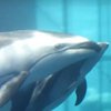 В США запечатлели появление на свет дельфина
