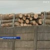Активисты на Закарпатье перехватили 20 вагонов леса