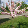 Где посмотреть цветение сакуры в Киеве (фото)