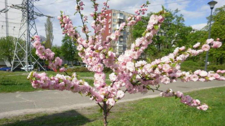 Где посмотреть цветение сакуры в Киеве 