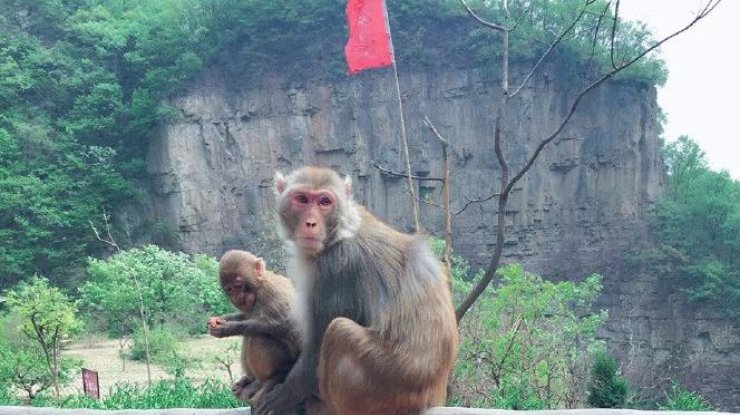 В Китае обезьяна убила бизнесмена