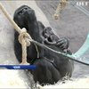 В Зоопарку Праги несподівано народилася горила
