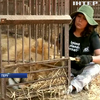 Активісти випустять до заповідника врятованих з цирків левів
