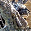 Зебра покусала крокодила в смертельной схватке (фото)