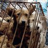 В Китае на фестивале убьют и съедят 10 тыс. собак (фото)