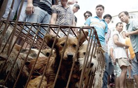 Фестиваль поедания собак и кошек в Китае