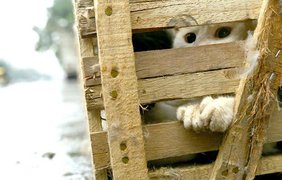 Фестиваль поедания собак и кошек в Китае