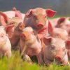 Оккупанты запретили жителям Крыма год разводить свиней
