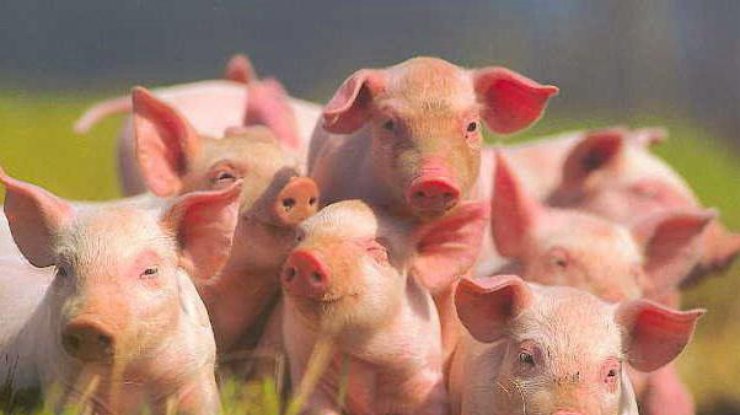 В Крыму запретили разводить свиней