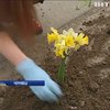 Студенти Чернівців висадили квіти у ями на дорогах