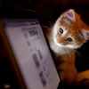 Вконтакте не работает из-за сбоя серверов