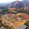 В Китае расцвели одновременно больше миллиона тюльпанов (фото)